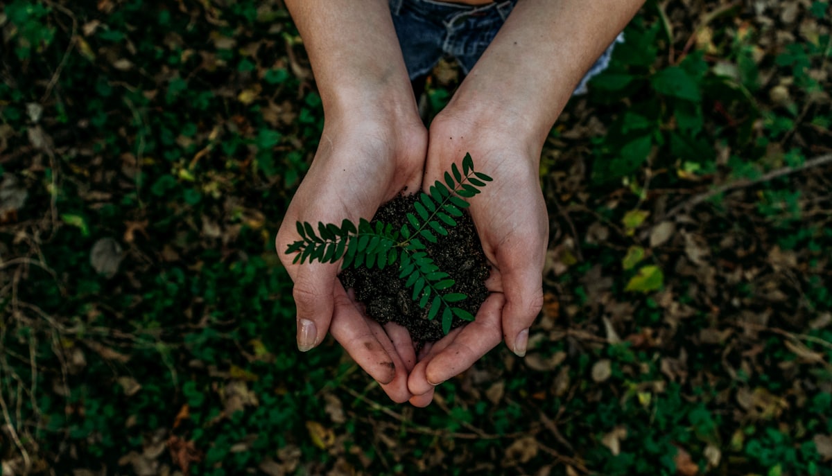 Two hands holding a small green plant above a bed of grass: a symbol of care and sustainable development