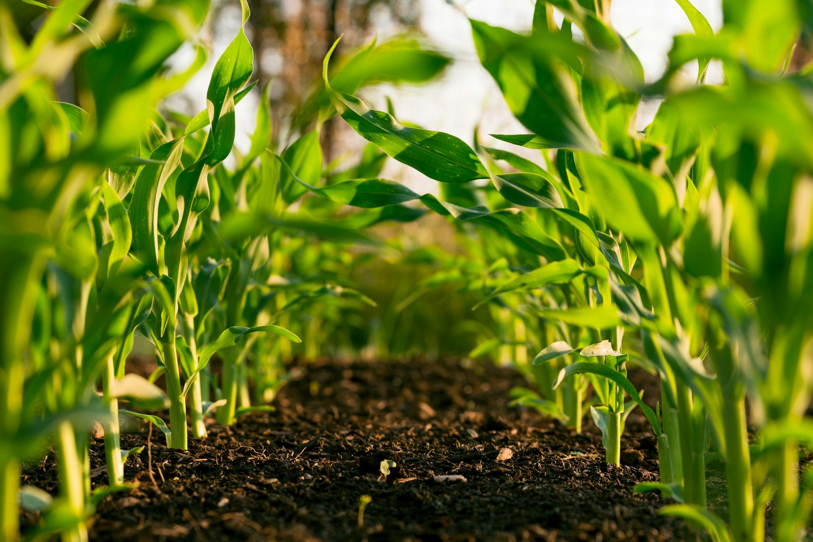 Agriculture 5.0